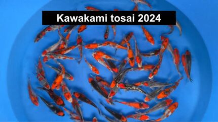 Kawakami Goshiki tosai 2024 koi.