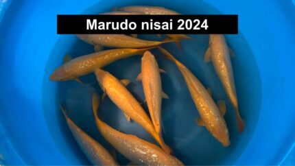 Marudo Ginrin Karashigoi Tosai 2024 koi.